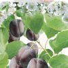 Prunus dom. Czar