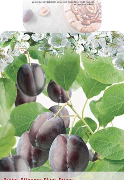 Prunus dom. Czar
