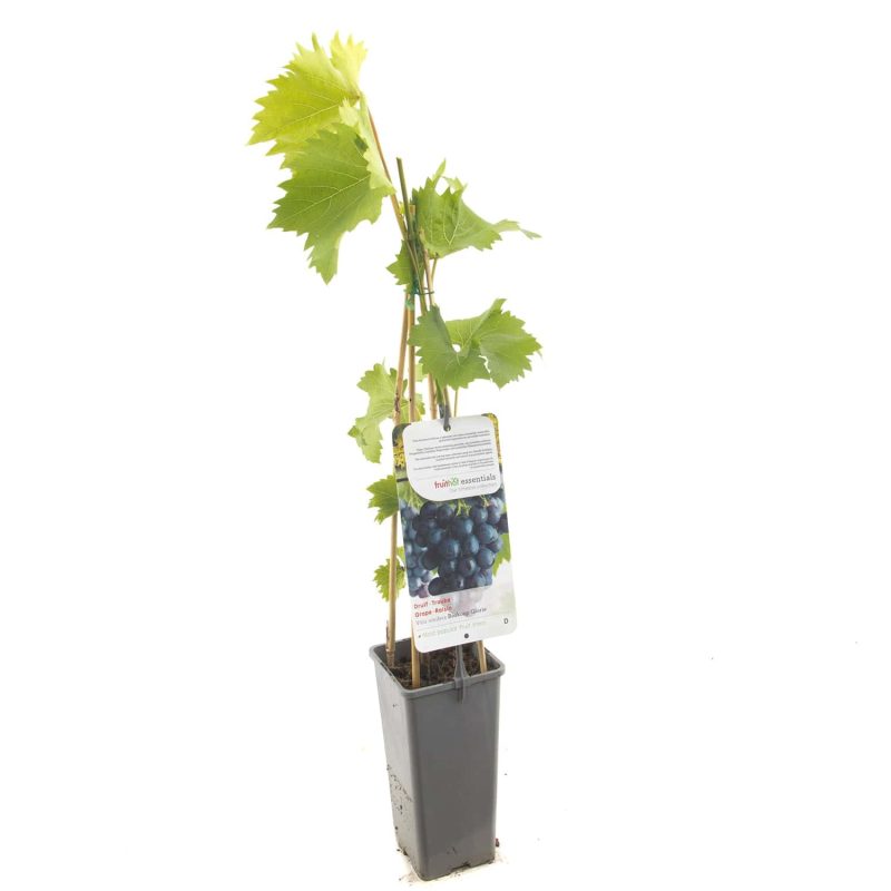 Vitis Boskoop Glory Druif - Afbeelding 3