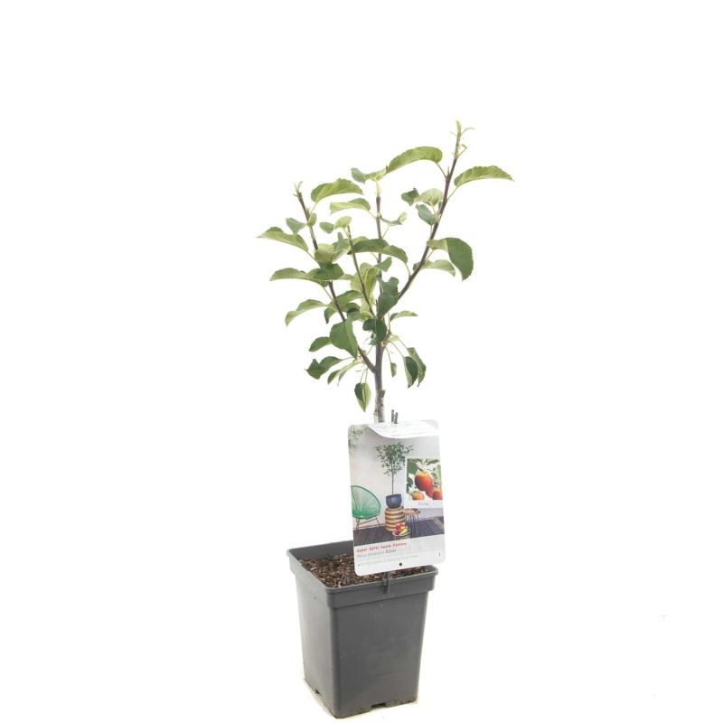 Malus Jonagold Appel - Afbeelding 4