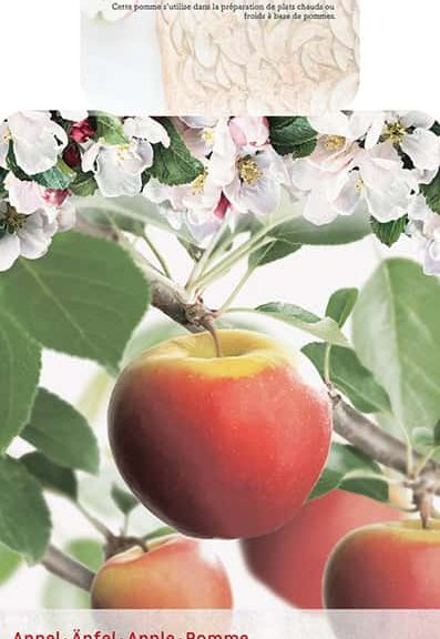 Appelboom (Malus domestica 'Elstar')