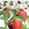 Malus Jonagold Appel