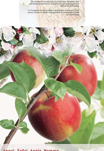Malus Jonagold Appel