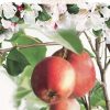 Malus domestica 'Summerred'