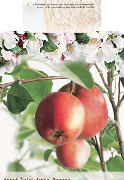 Malus domestica 'Summerred'