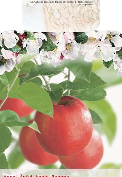 Malus domestica 'Pinova'
