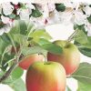 Malus domestica 'Notarisappel' halfstam