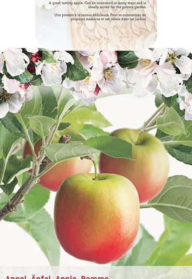 Malus domestica 'Notarisappel' halfstam