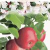 Malus domestica 'Sterappel'