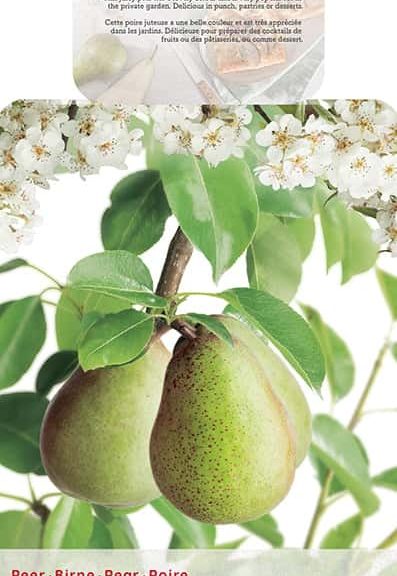 Pyrus 'Beurre Hardy' (gellerts butterbirne)
