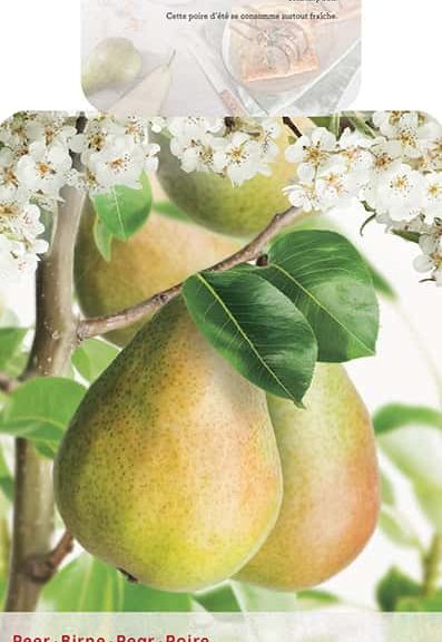 Pyrus communis 'Clapp's Favourite'