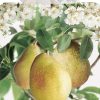 Pyrus communis 'Williams' halfstam