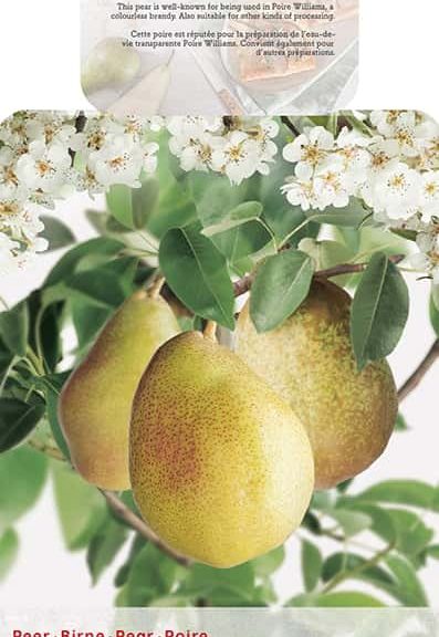 Pyrus communis 'Williams' halfstam