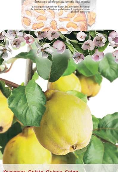 Cydonia Oblonga 'Vranja' Kweepeer peervorm struik