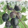 Prunus domestica 'Bleue de Belgique'