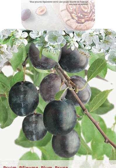 Prunus domestica 'Bleue de Belgique'