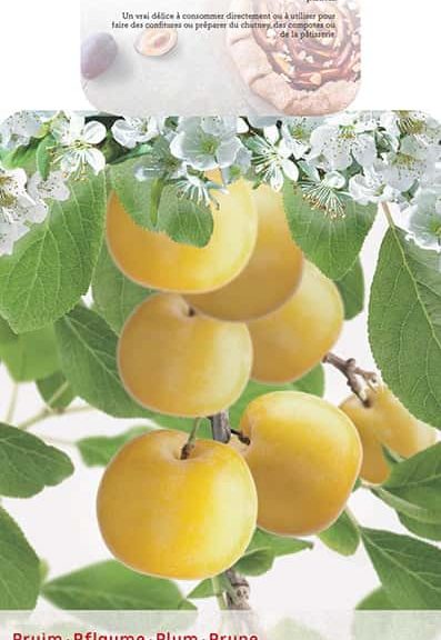 Prunus domestica 'Mirabelle de Nancy'