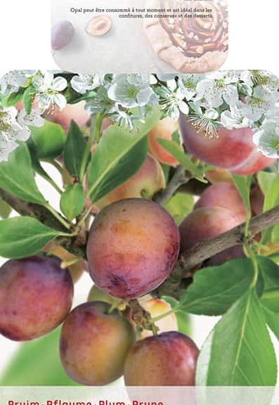 Prunus 'Opal'