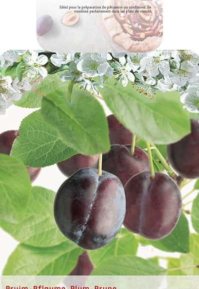 Prunus domestica 'Reine Claude d'Althan'