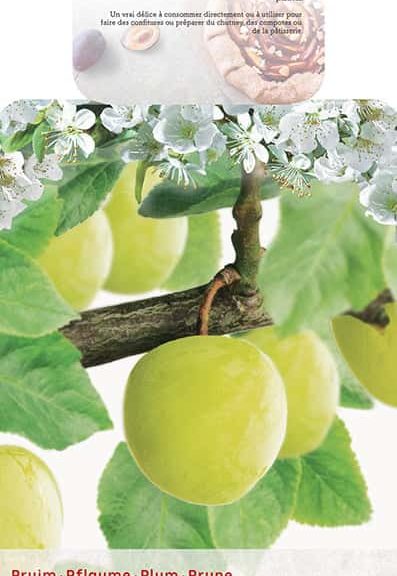 Prunus domestica 'Ontario' halfstam