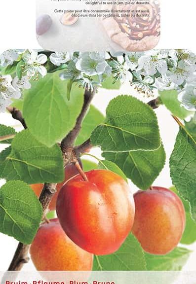 Prunus 'Victoria'