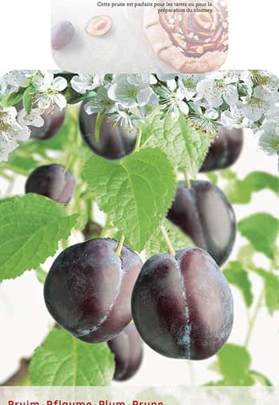 Prunus domestica 'Hauszwetsche'