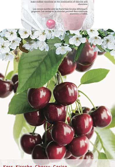 Prunus avium 'Kordia'