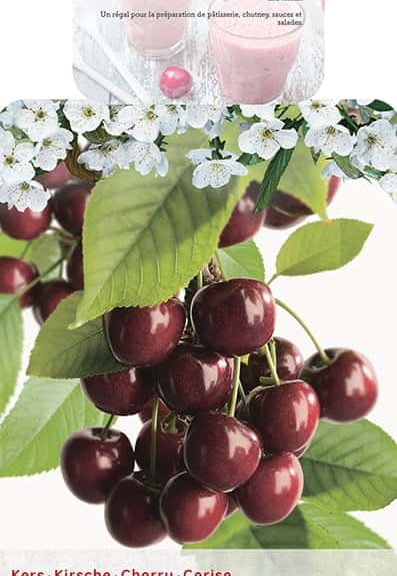 Prunus avium 'Lapins'