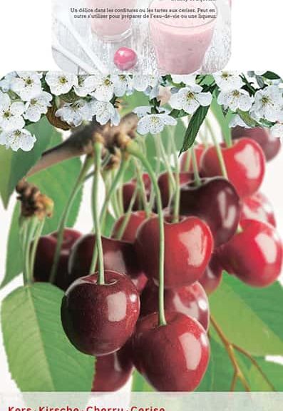 Prunus cerasus 'Morel'