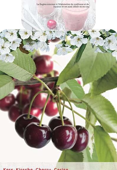 Prunus avium 'Regina'