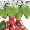 Prunus avium Stella