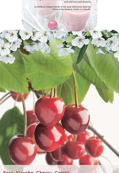 Prunus avium Stella