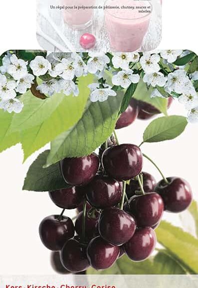 Prunus avium 'Burlat'