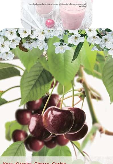 Prunus avium 'Hedelfinger'