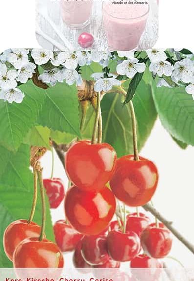 Prunus avium 'Bigarreau Burlat'