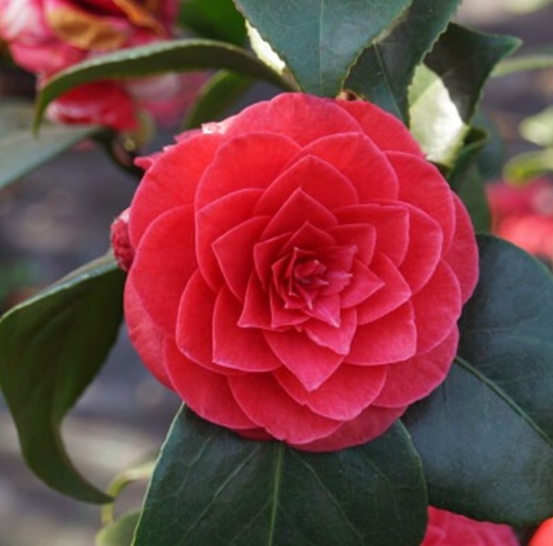 Camellia Japonica 'Princess Baciocchi' - Camellia op stam - Afbeelding 2