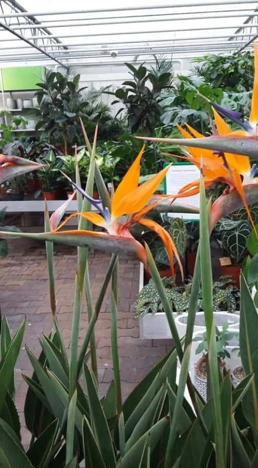 Strelitzia Reginae - Afbeelding 2