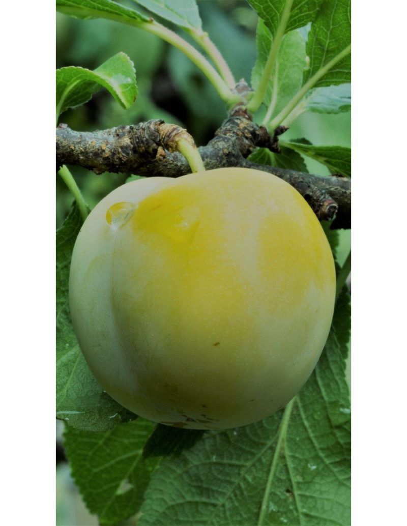 Prunus dom. 'Regina Claudia Gialla verde' - Pruimenboom - Afbeelding 2