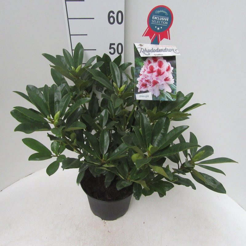 Rhododendron 'Graffito' wit met rood