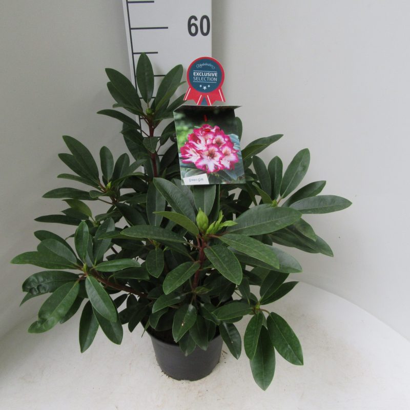 Rhododendron 'Hans Hachmann' bordeauxrood met wit hart