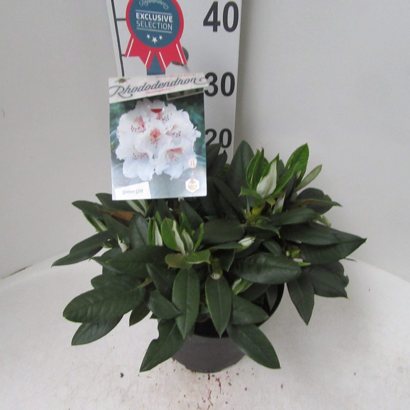 Rhododendron 'Honingduft' wit