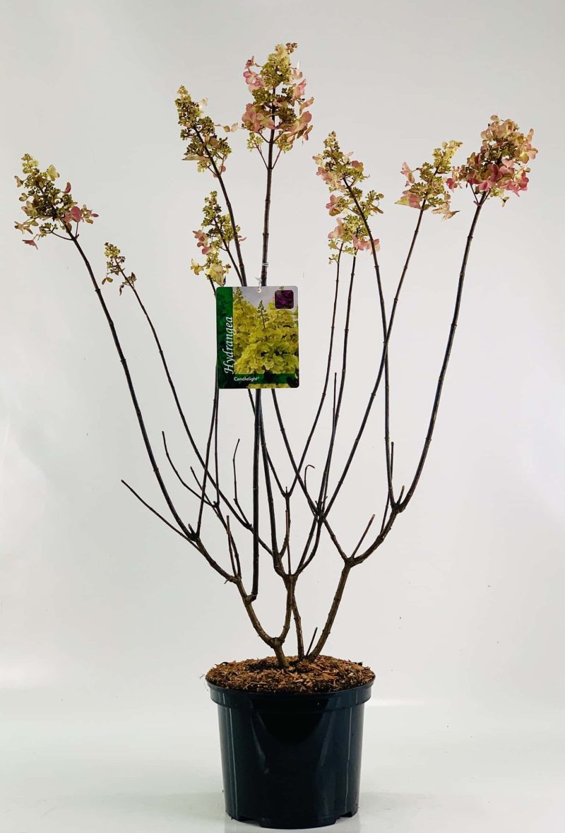 Hydrangea paniculata 'Candlelight'® - Afbeelding 4