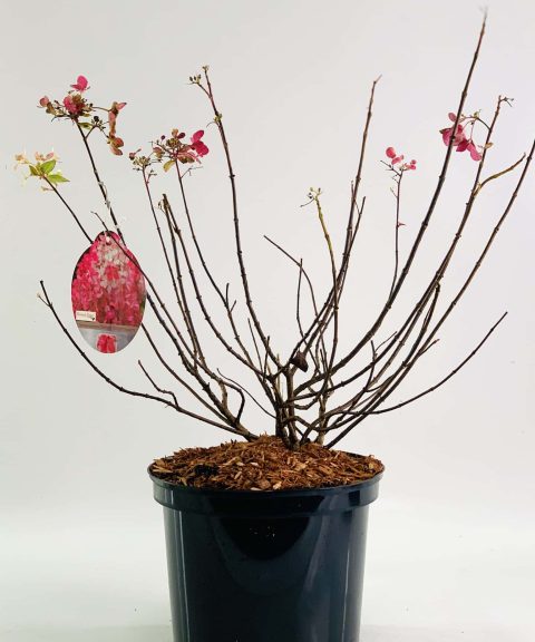 Hydrangea paniculata ‘Diamant Rouge'®
