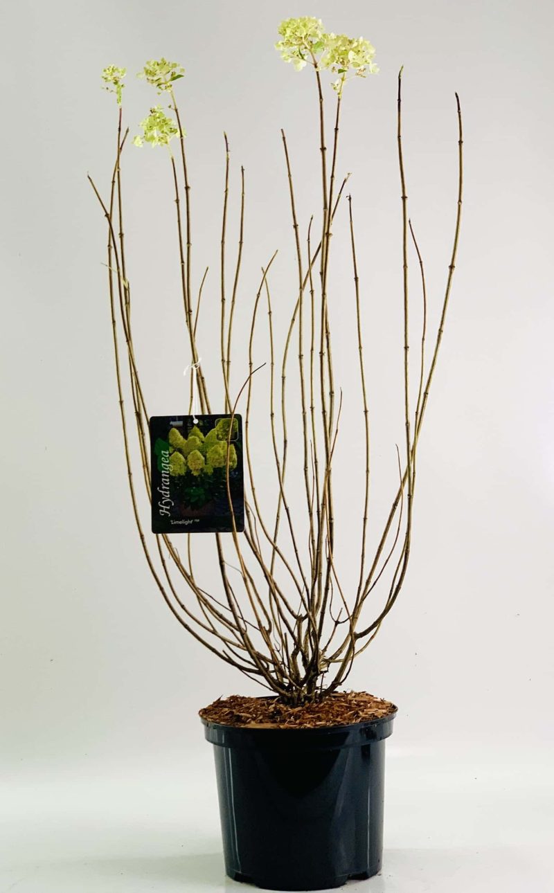 Hydrangea Paniculata Limelight ® - Afbeelding 3