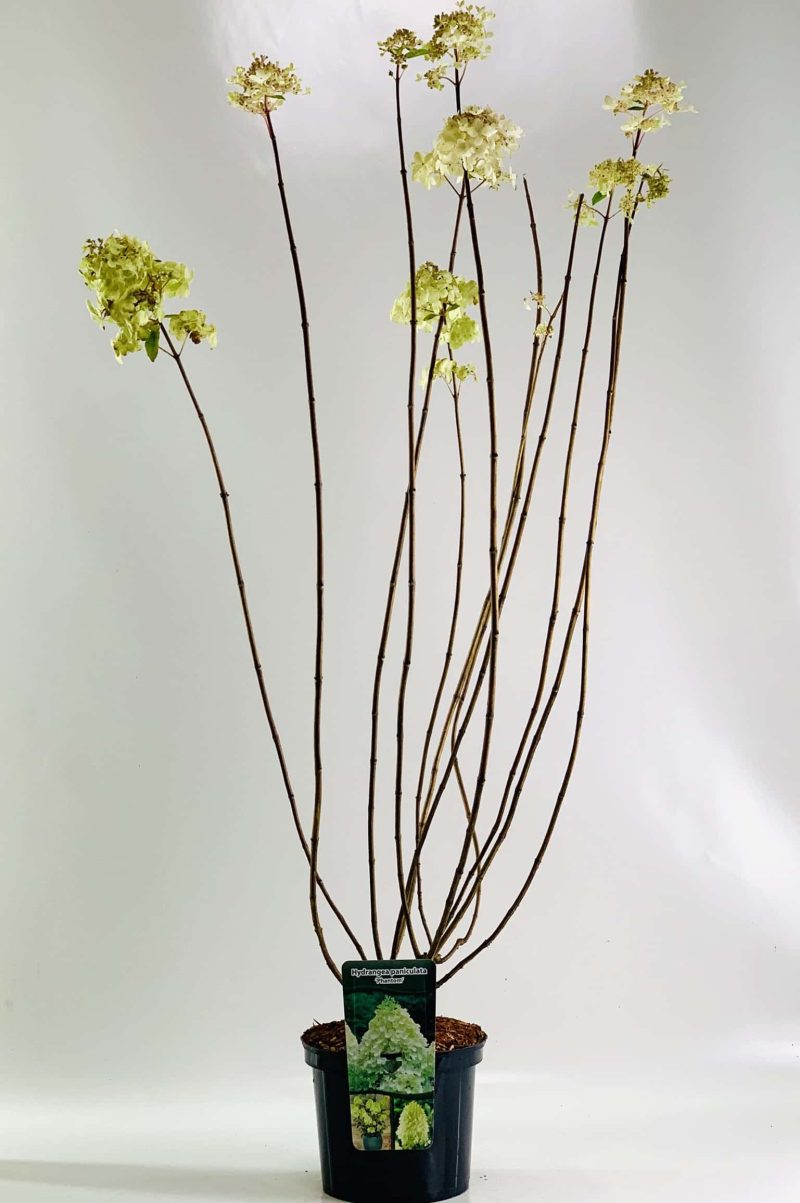 Hydrangea Paniculata 'Phantom' - Hortensia - Afbeelding 2