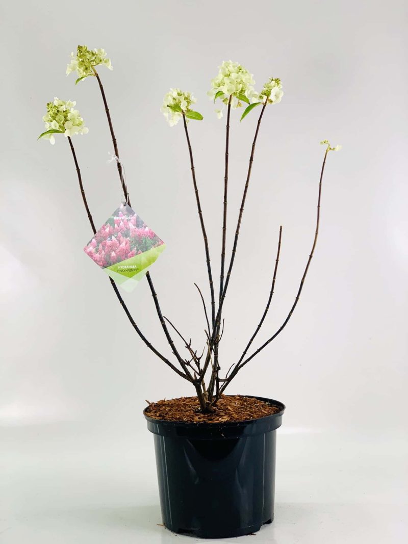 Pluimhortensia (Hydrangea Paniculata 'Pinky Winky'®) - Afbeelding 2