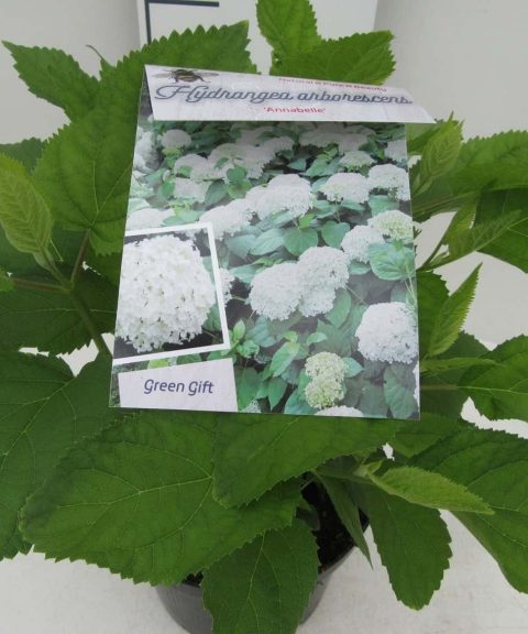Hydrangea Arborescens 'Annabelle'