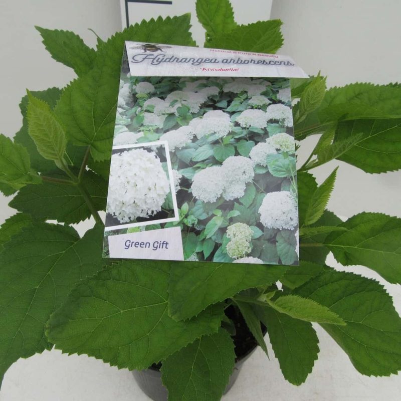 Hydrangea Arborescens 'Annabelle'