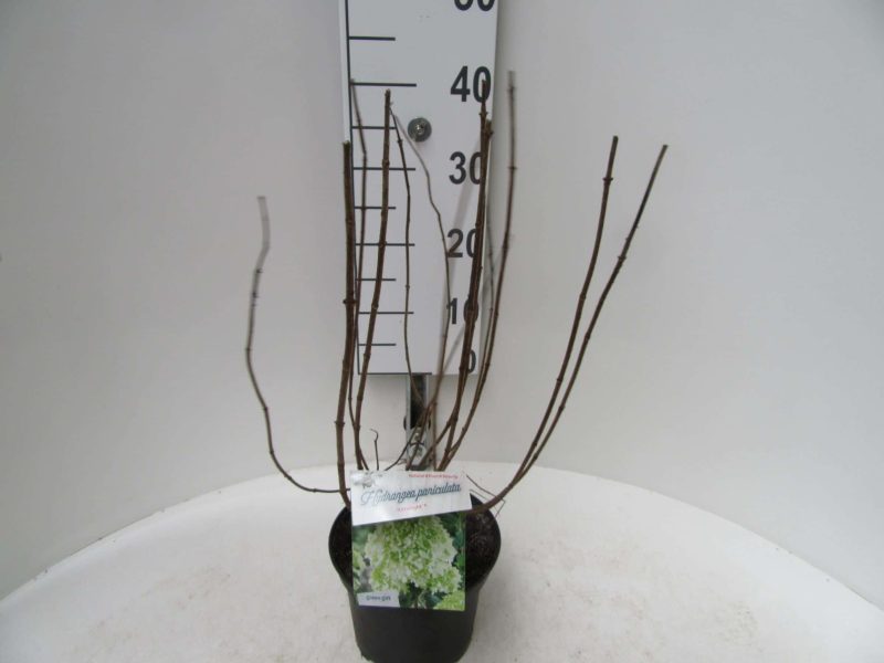 Hydrangea Paniculata Limelight ® - Afbeelding 4