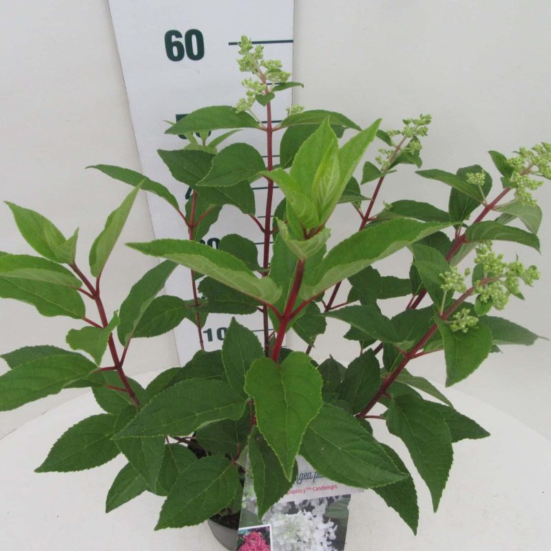 Hydrangea paniculata 'Candlelight'® - Afbeelding 5